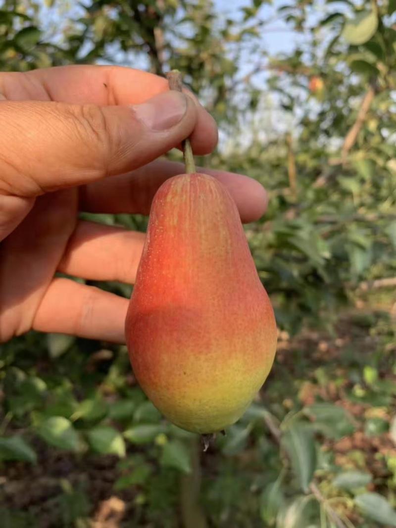 早酥红梨苗80cm以上0.8~3cm