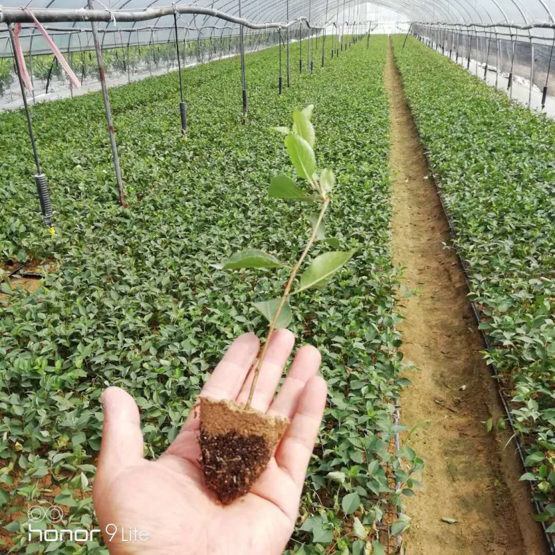结果早的吉塞拉矮化美早樱桃树苗全国可栽植