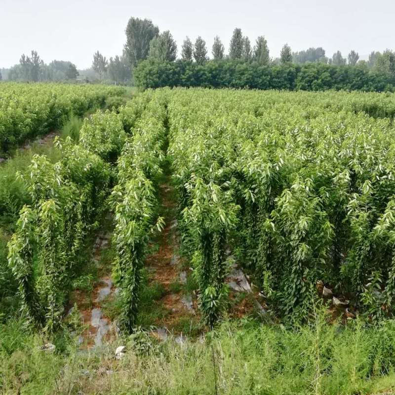 结果早的吉塞拉矮化美早樱桃树苗全国可栽植