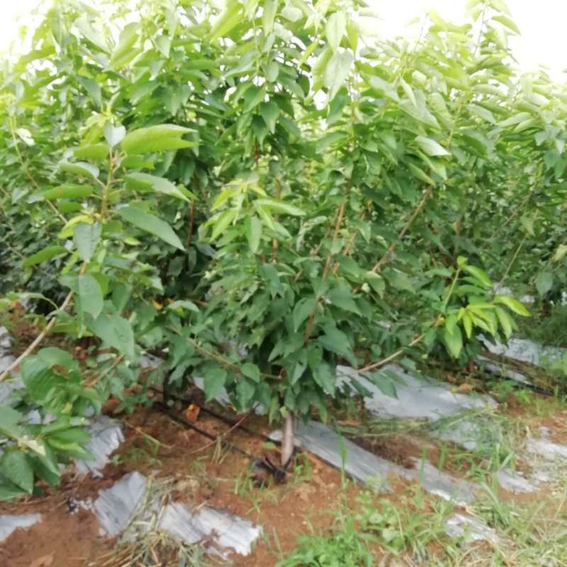 结果早的吉塞拉矮化美早樱桃树苗全国可栽植