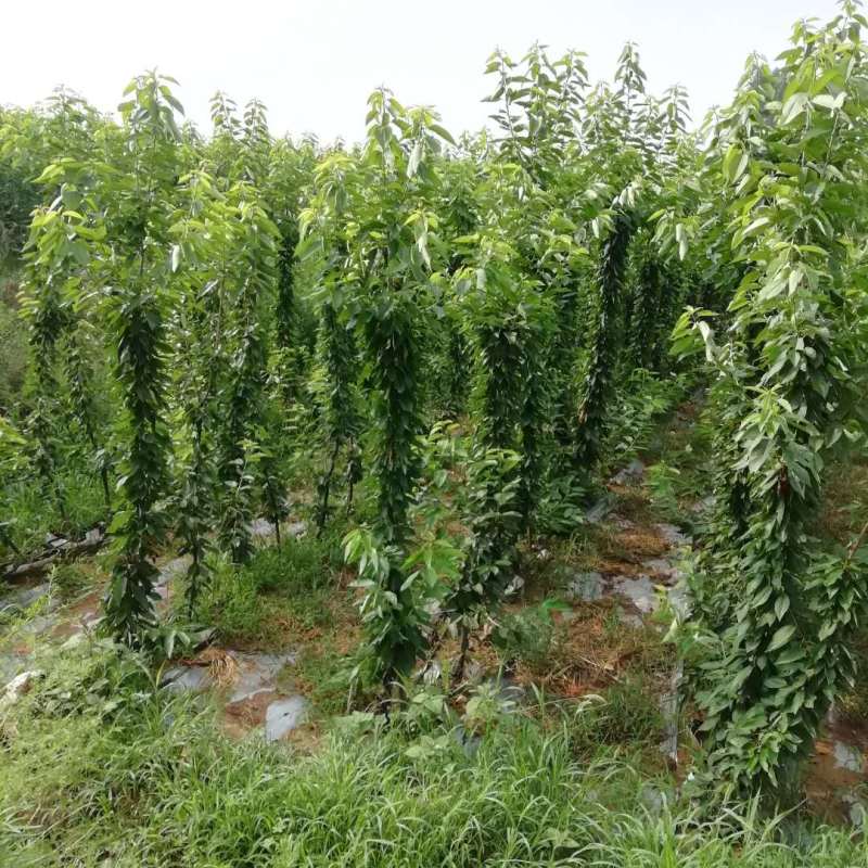 结果早的吉塞拉矮化美早樱桃树苗全国可栽植