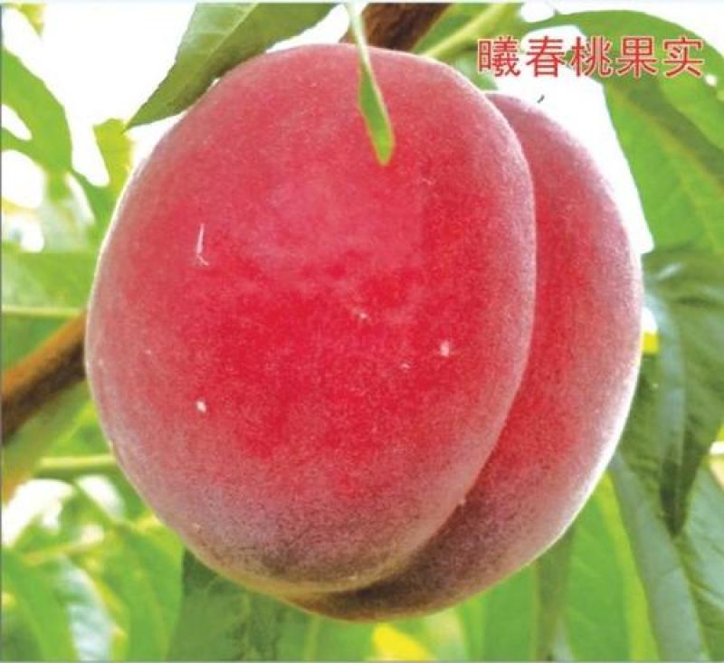 成活率高的中华贵妃血桃苗结果早产量高