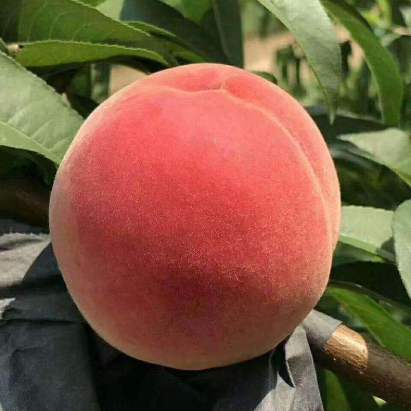 成活率高的中华贵妃血桃苗结果早产量高