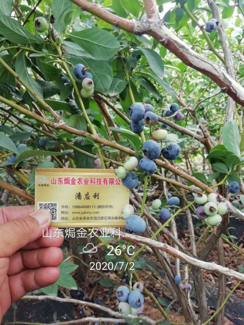早熟品种绿宝石蓝莓苗分枝多易成活