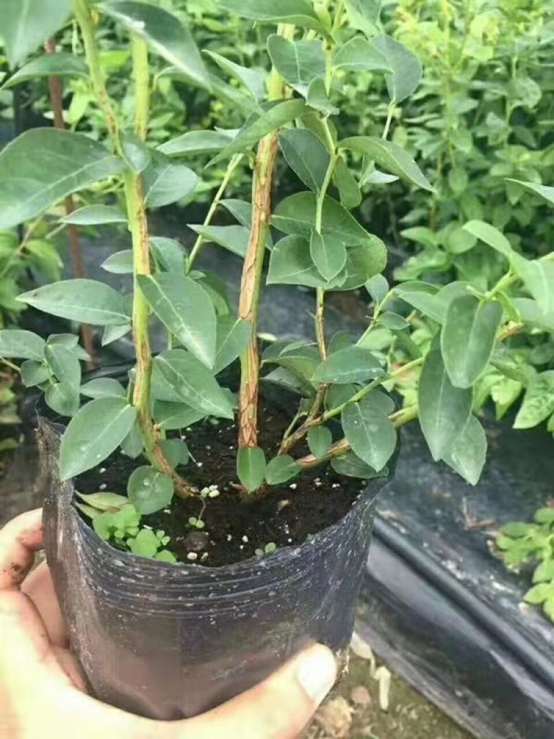早熟品种绿宝石蓝莓苗分枝多易成活