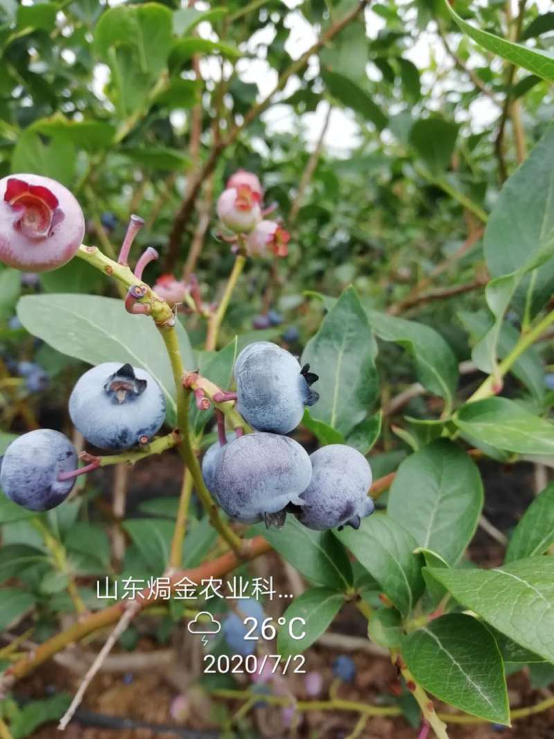 买回去就结果的三年薄雾蓝莓苗带营养杯发货