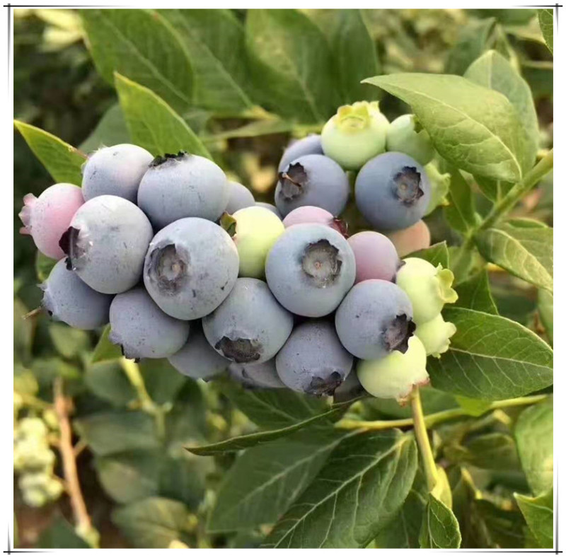 买回去就结果的三年薄雾蓝莓苗带营养杯发货