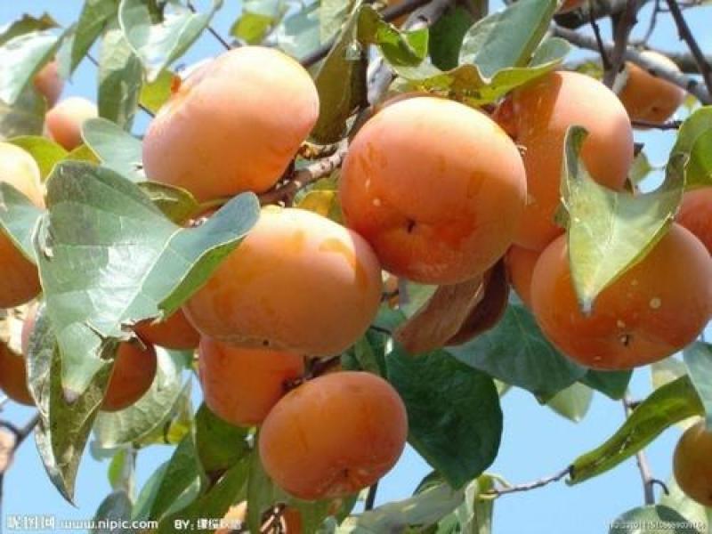 水果柿子富有甜柿树苗即食柿子树苗