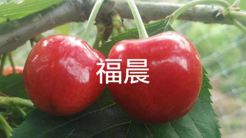 鲁樱三号矮化樱桃苗结果早产量高收益大