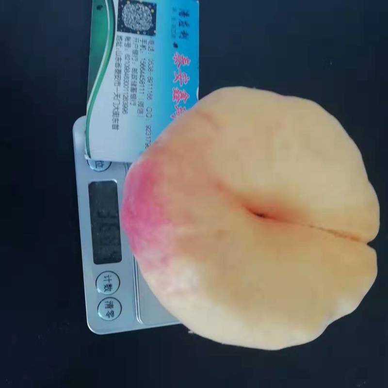 市场行情好的油蟠七桃树苗结果早糖度高