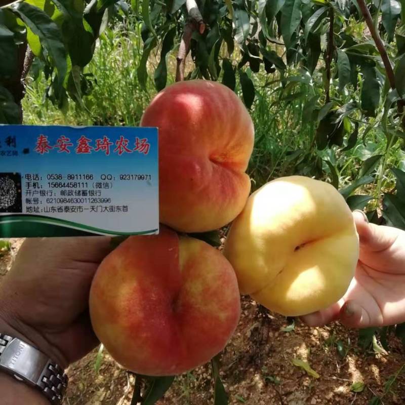 市场行情好的油蟠七桃树苗结果早糖度高