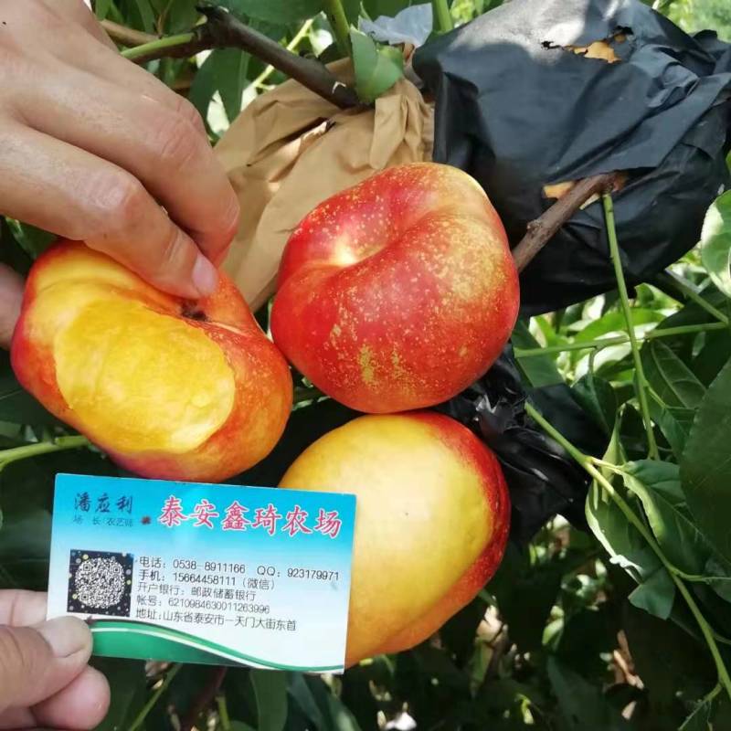 市场行情好的油蟠七桃树苗结果早糖度高
