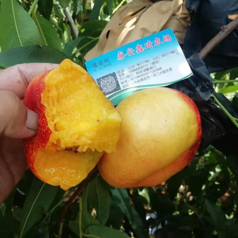 市场行情好的油蟠七桃树苗结果早糖度高