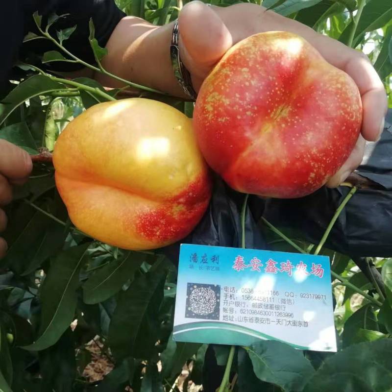 市场行情好的油蟠七桃树苗结果早糖度高