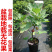 无花果树苗特大波姬红青皮砂糖盆栽地栽南北方种植当年结果