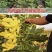无花果树苗特大波姬红青皮砂糖盆栽地栽南北方种植当年结果