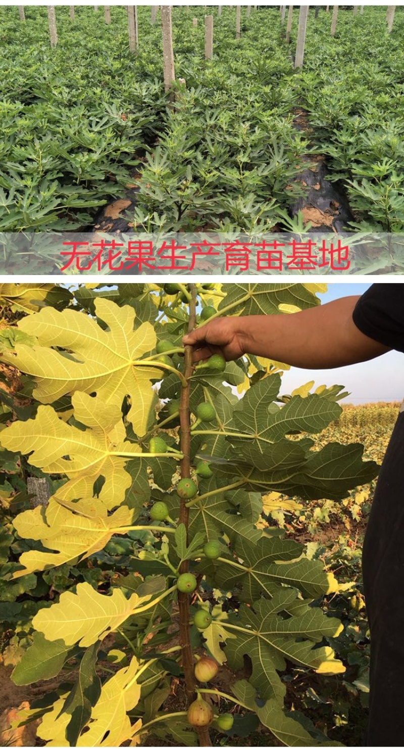 无花果树苗特大波姬红青皮砂糖盆栽地栽南北方种植当年结果