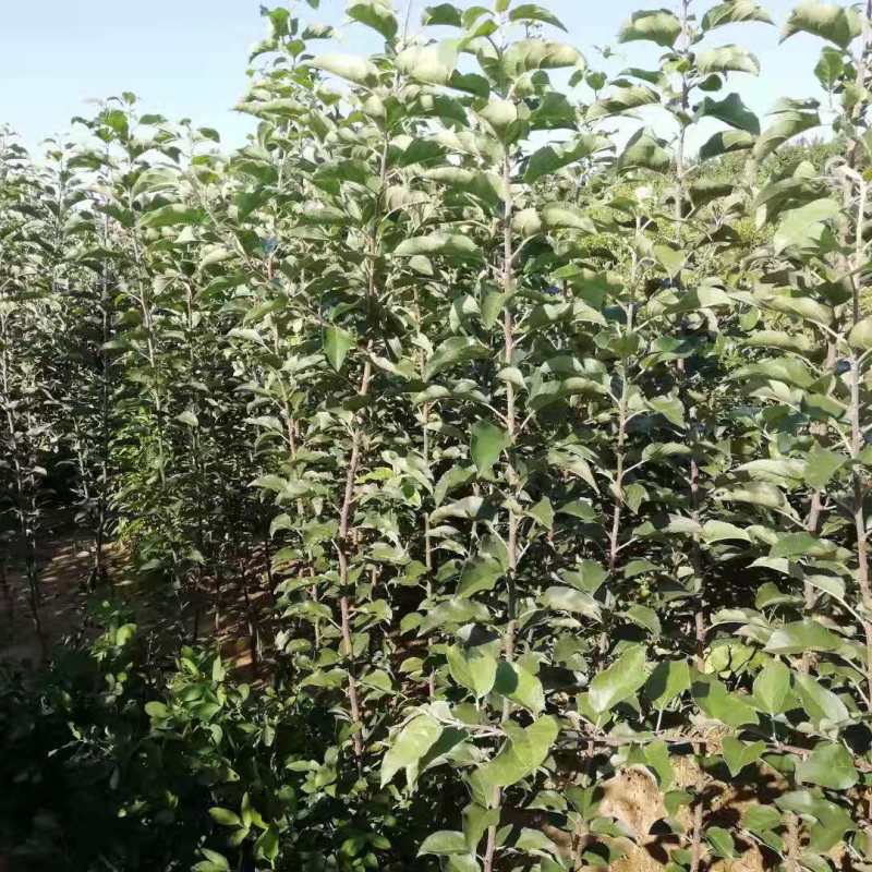 M9t337矮化砧烟富八号苹果树苗苹果苗全国可种植