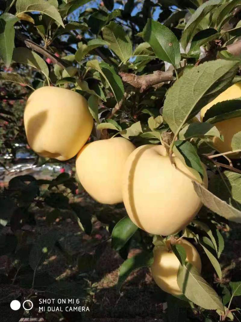 M9t337矮化砧烟富八号苹果树苗苹果苗全国可种植