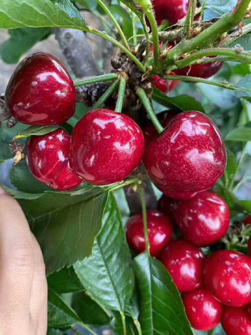 二年见果的吉塞拉矮化奇早樱桃苗品种多价格优