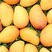长期供应质芒果苗一手货源、量大价优，可视频观看