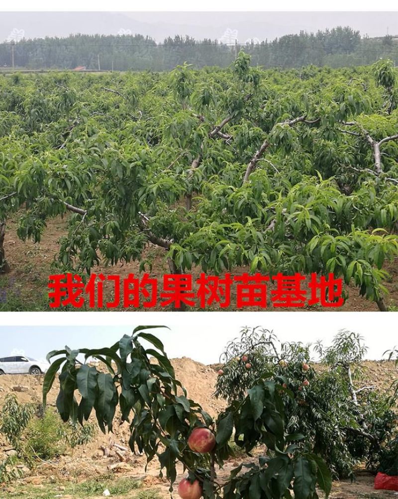白如玉桃树苗基地直销现挖现发包品种