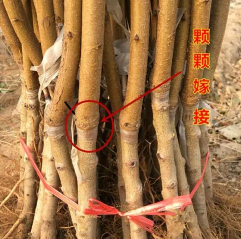 白如玉桃树苗基地直销现挖现发包品种