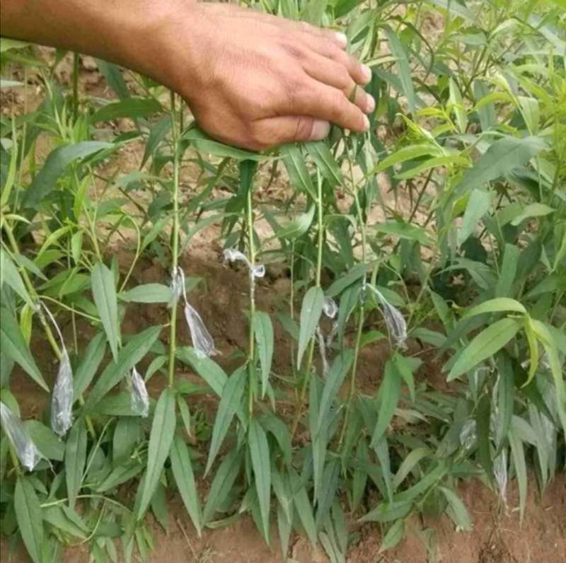 白如玉桃树苗基地直销现挖现发包品种