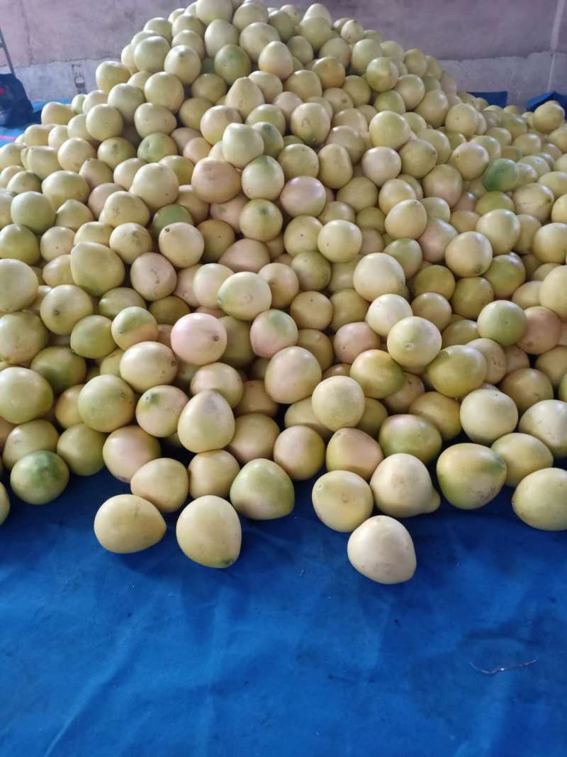 【三红柚】大量供应货源充足果大皮薄瓤肉无籽可视频看货