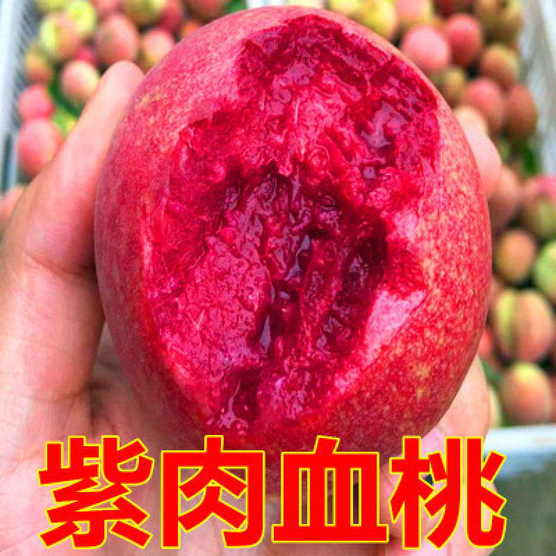 优质紫肉血桃苗保真保活死苗补发免费提供技术指导