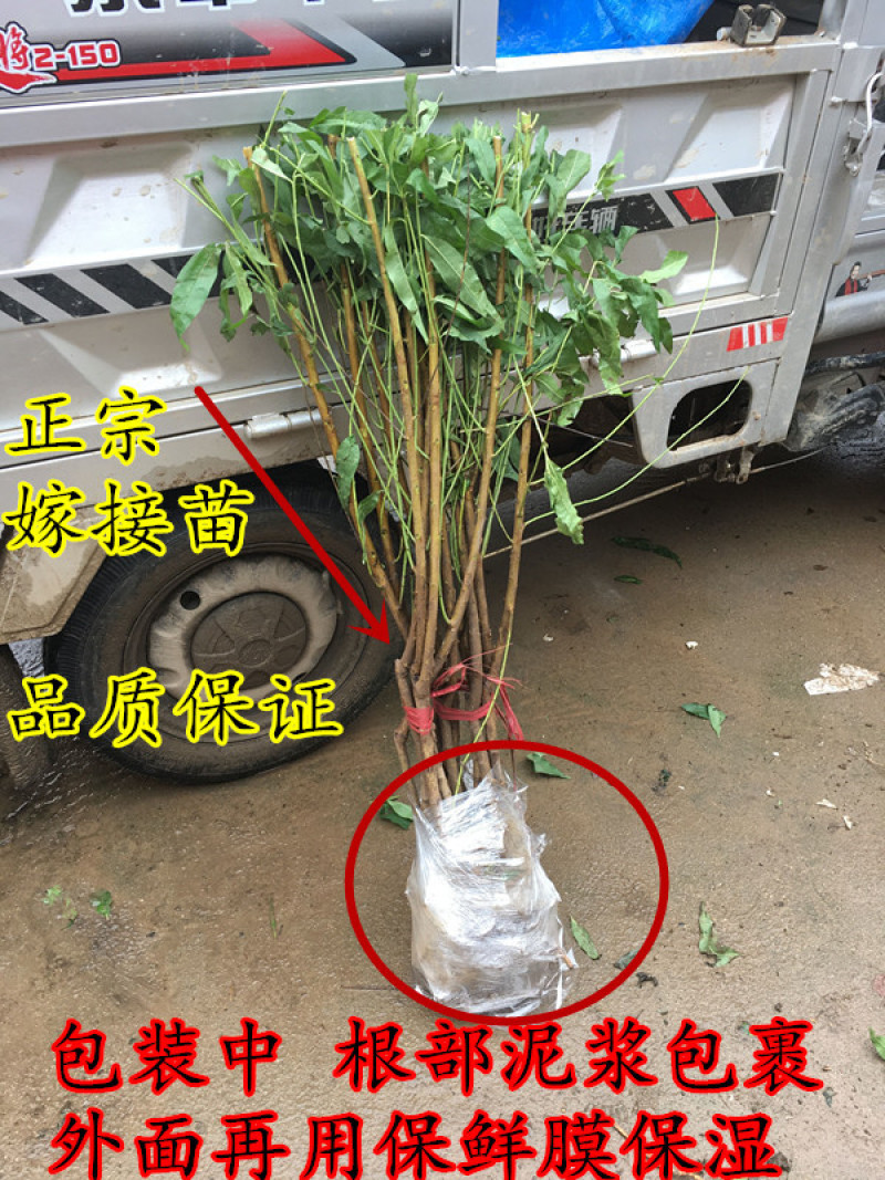 优质紫肉血桃苗保真保活死苗补发免费提供技术指导