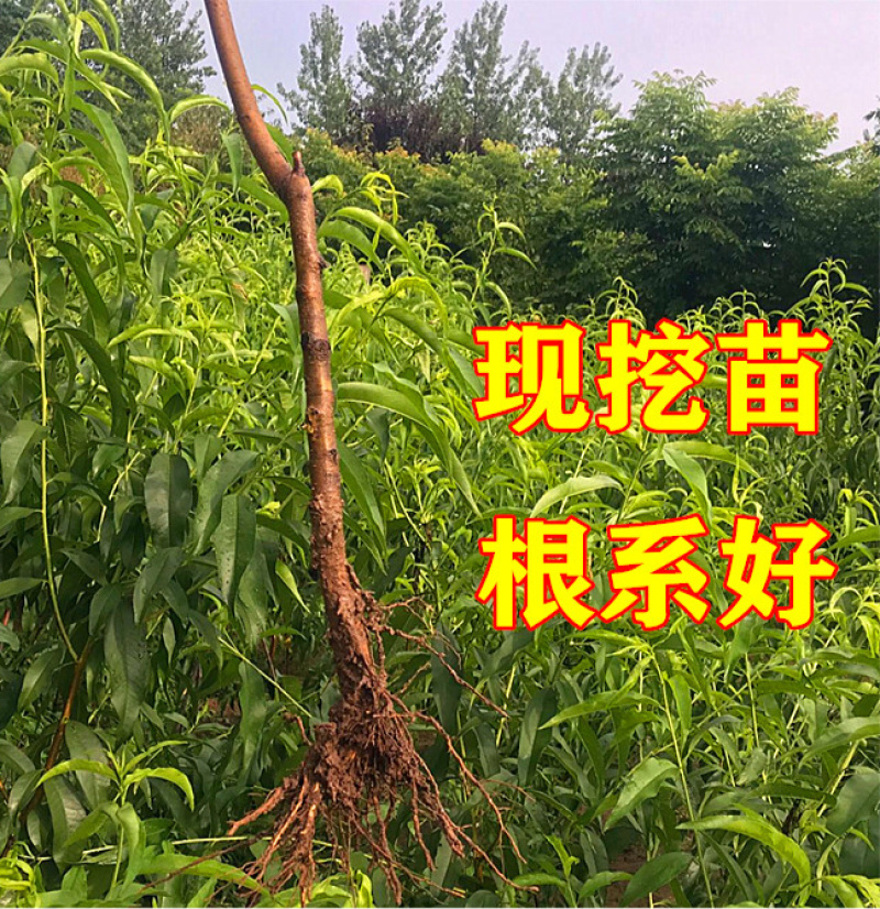 优质紫肉血桃苗保真保活死苗补发免费提供技术指导