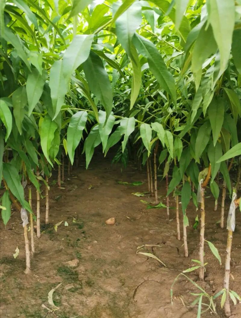 优质紫肉血桃苗保真保活死苗补发免费提供技术指导
