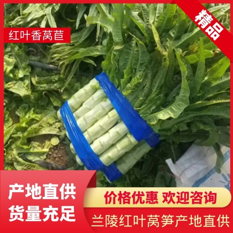 【红叶莴苣】大量供应中兰陵红叶莴笋产地供应代发全国