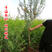石榴树树苗盆栽地栽突尼斯软籽果树南方北方种植特大无籽石榴