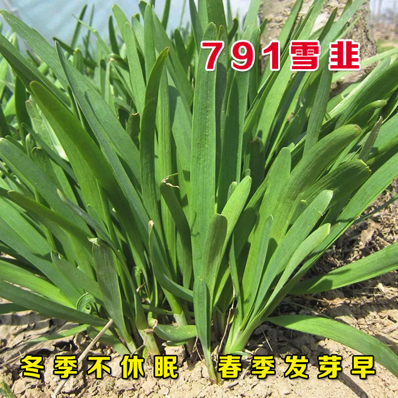 韭菜根苗紫根现挖紫红根新韭菜根籽苗阳台盆栽种菜四季绿色蔬