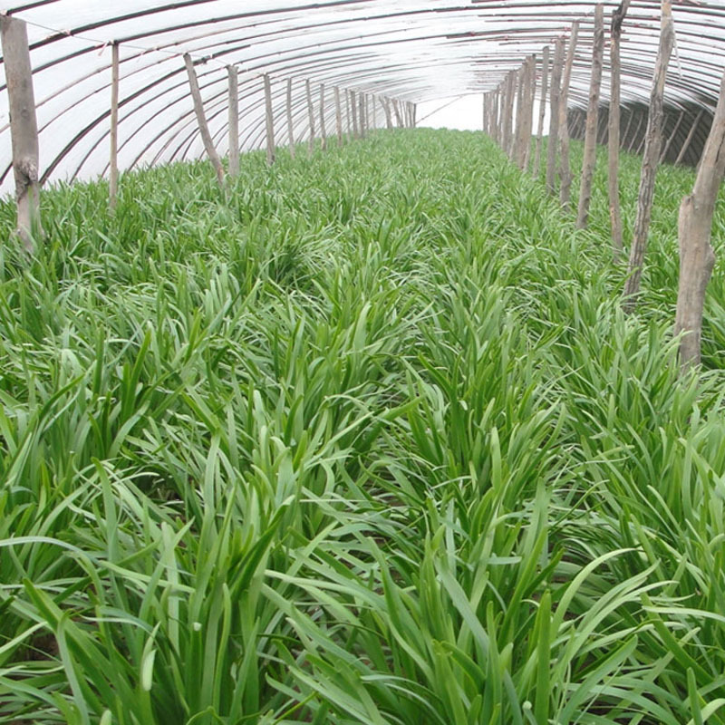 韭菜根苗紫根现挖紫红根新韭菜根籽苗阳台盆栽种菜四季绿色蔬