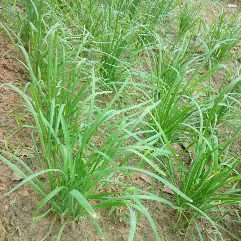 韭菜根苗紫根现挖紫红根新韭菜根籽苗阳台盆栽种菜四季绿色蔬