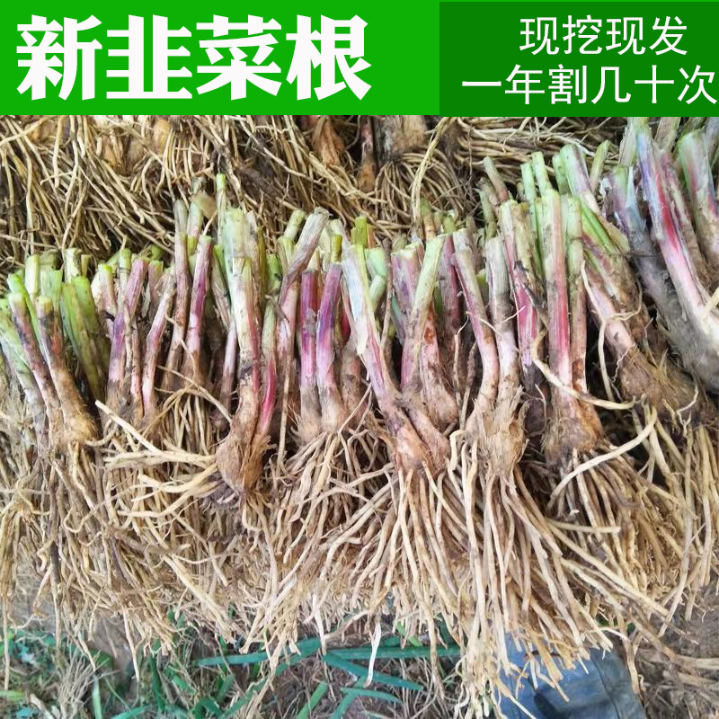 韭菜根苗紫根现挖紫红根新韭菜根籽苗阳台盆栽种菜四季绿色蔬