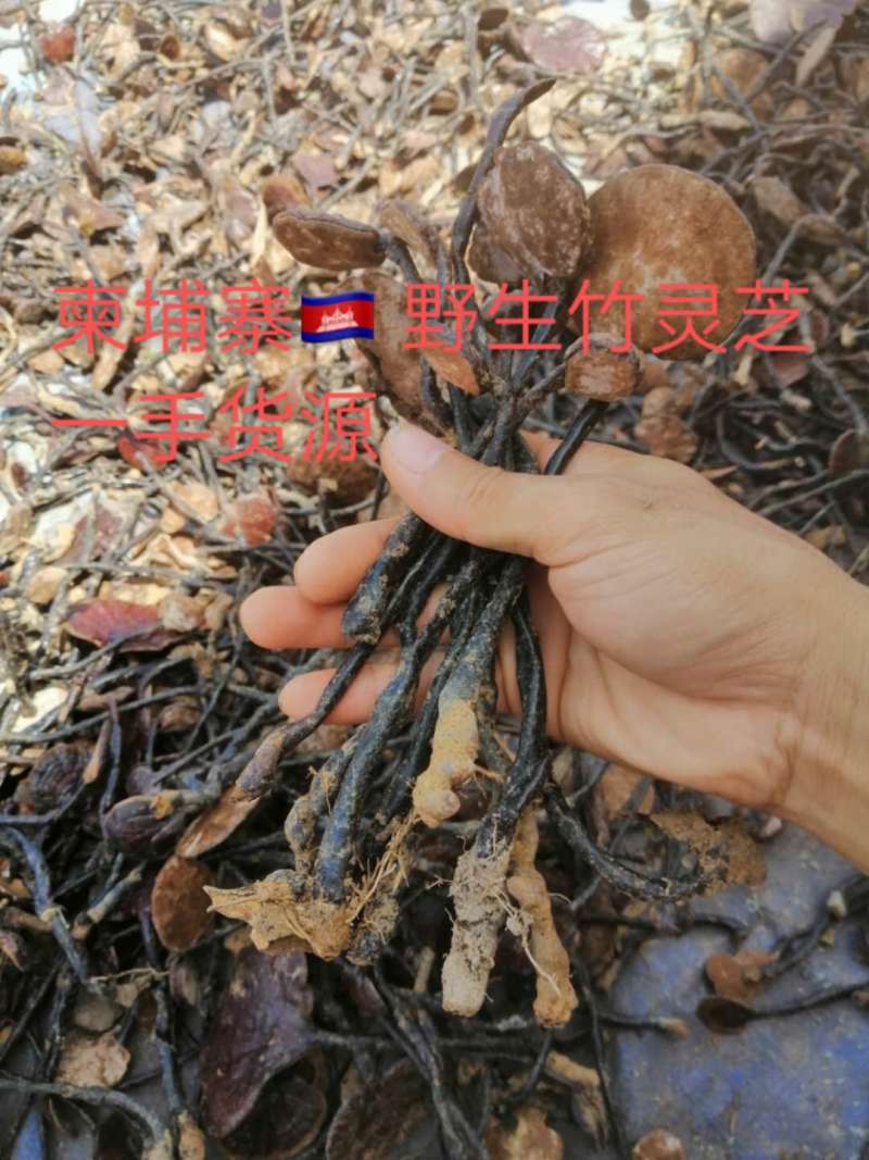 【包邮】新货上市异香味香浓柬埔寨野生竹灵芝小红灵芝