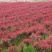 基地大量供应红叶石楠柱四季常青篱笆绿化苗木红叶石楠