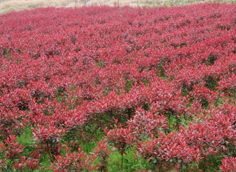 基地大量供应红叶石楠柱四季常青篱笆绿化苗木红叶石楠