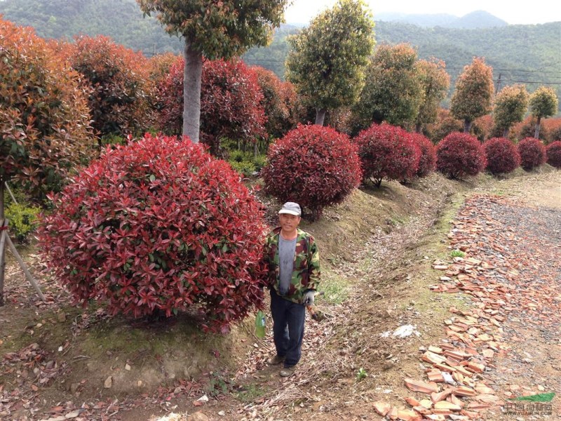 基地大量供应红叶石楠柱四季常青篱笆绿化苗木红叶石楠