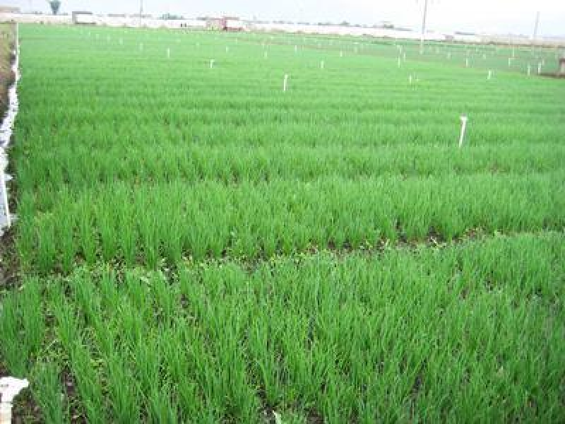 大棚香葱万亩基地直发葱香浓郁品质保证量大价优欢迎咨询