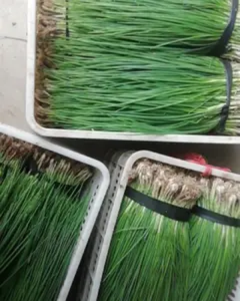大棚香葱万亩基地直发葱香浓郁品质保证量大价优欢迎咨询