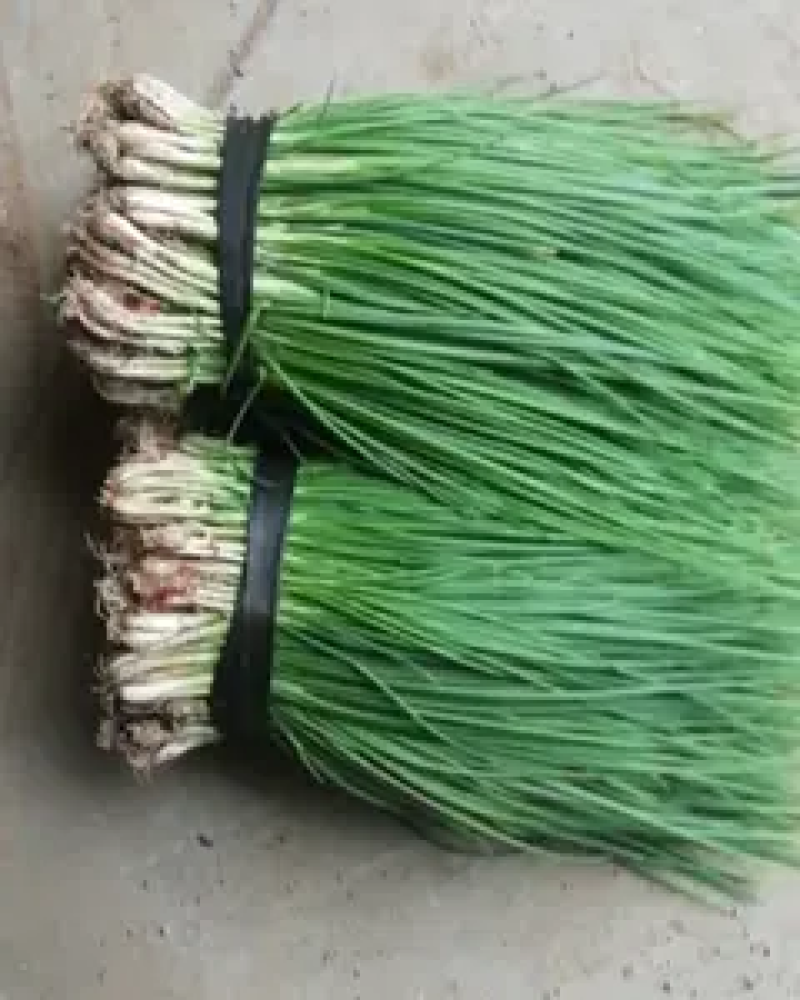 大棚香葱万亩基地直发葱香浓郁品质保证量大价优欢迎咨询
