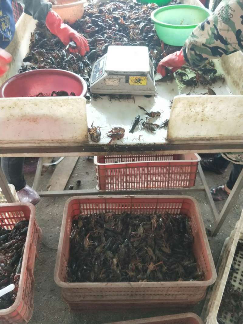 精养塘虾湖虾产地直发全国物流隔天到广州配送到店