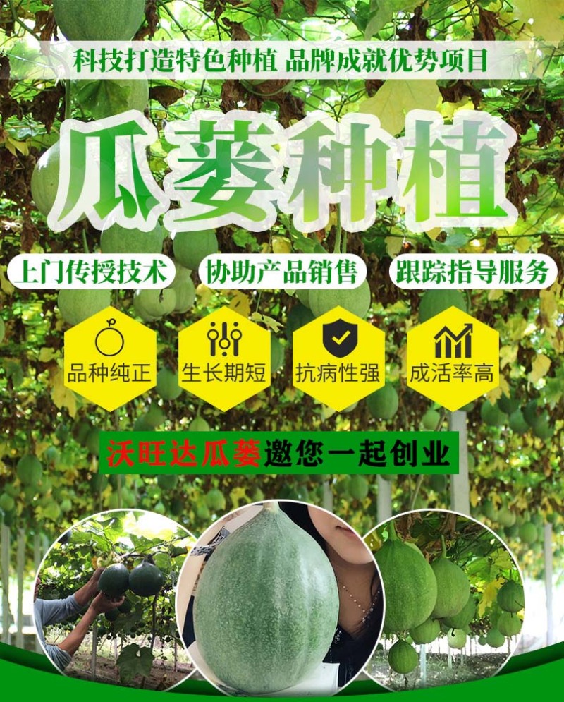 『包技术、包回收』全新瓜蒌种苗胚苗高存活率高亩产量