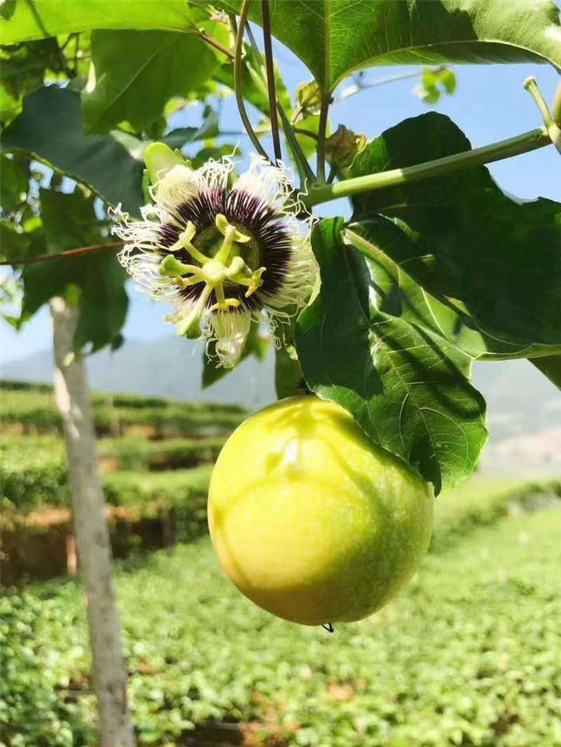 绿皮荔枝味百香果苗蓝冠百香果苗热情果苗