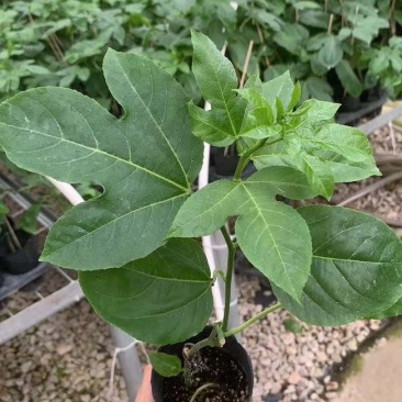蜂蜜味黄金百香果苗台农一号紫香芭乐味脱毒苗